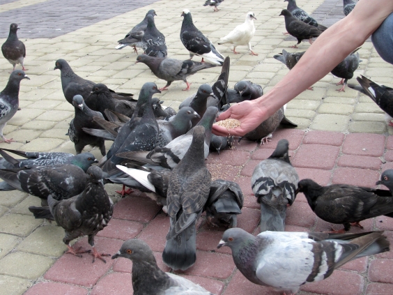 feeding-pigeons